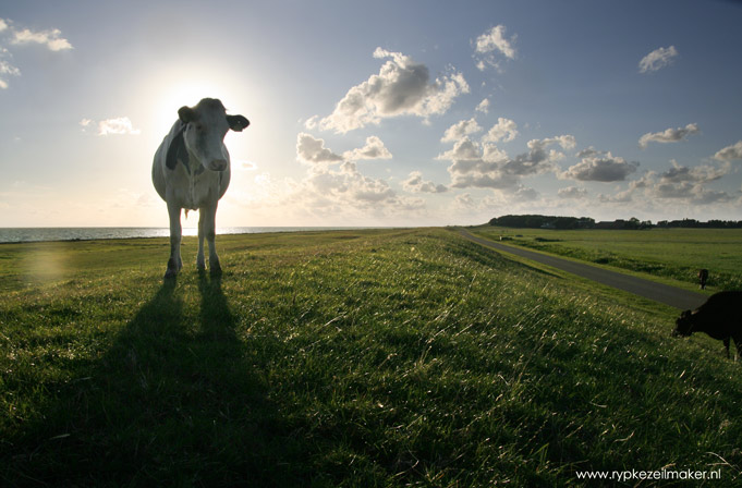 Ben je ook landbouwdeskundige wanneer je een keer een koe hebt gezien?