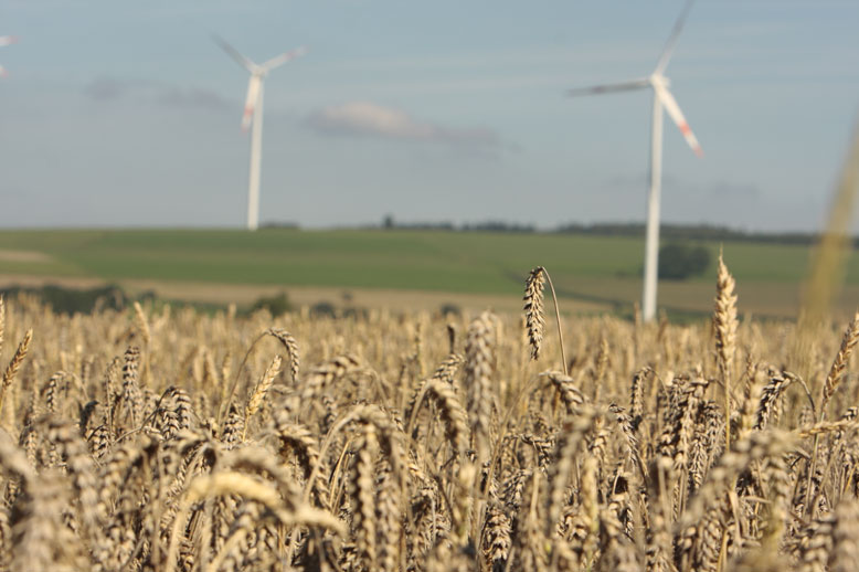 Mondiaal in halve eeuw 4 procent extra tarweopbrengst door CO2-fertilisatie