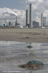 Kolencentrale op Maasvlakte. Goedkope kolen en schalierevolutie verdringen offshore wind