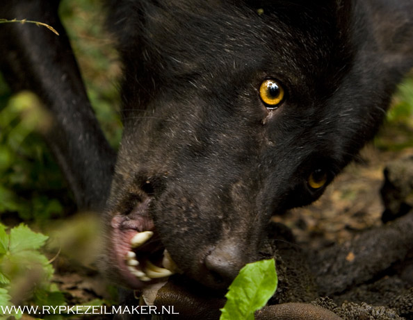 Genomen in Duitsland, de wolf is geen knuffeldier of mysterieuze hoeder van de wildernis