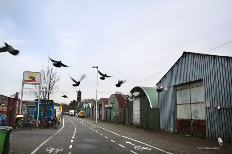 Stadsduiven, vogelbiomassa voor stadspredatoren die afval in vlees omzetten