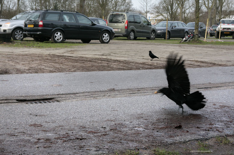 Stadskraaien Amsterdamse Bos, de kraaien zijn hier veilig voor menselijke jagers, die deze 'zwartrokken' graag willen strekken