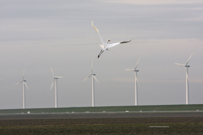 Windvogel schrijft haar 'duurzame' molens af over 15 jaar. Hoezo duurzame energie?