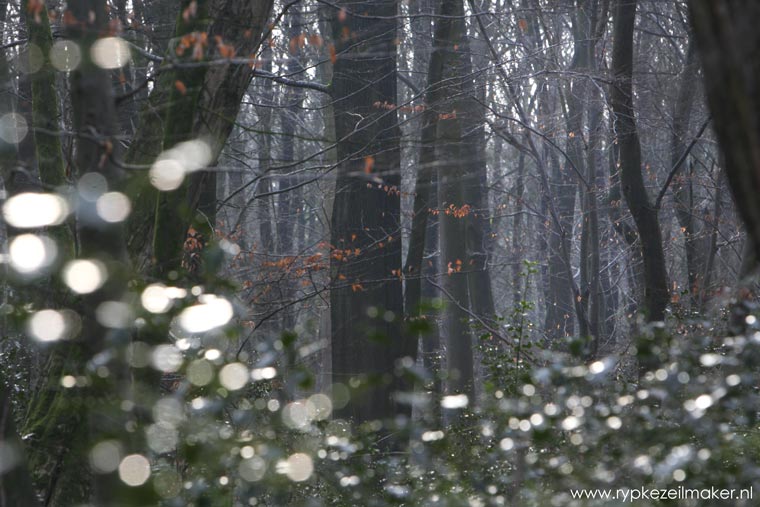 De beuk domineert steeds meer onze bossen dankzij de klimaatverandering sinds 3000 jaar geleden