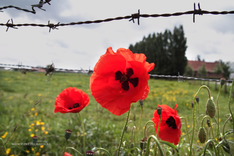 In Flanders Fields where the poppies blow, between the crosses....