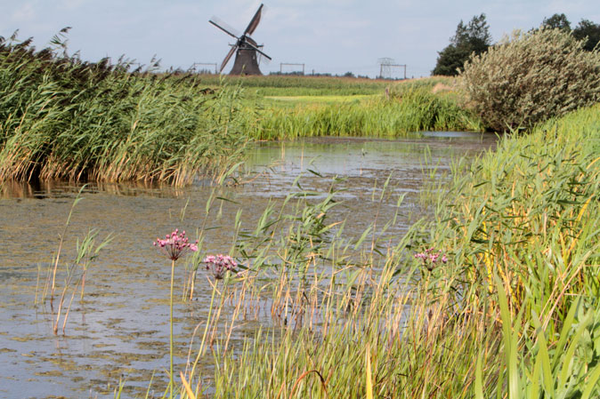..een molen bij Vegelingsoord (met zwanenbloemen op voorgrond) die landschappelijke waarde toevoegt...