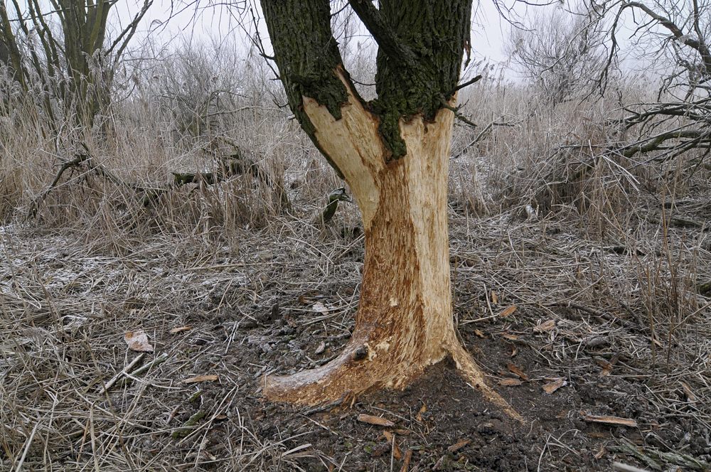 De edelherten eten hun schoen op in de winter: bomenschillen met bomendood tot gevolg