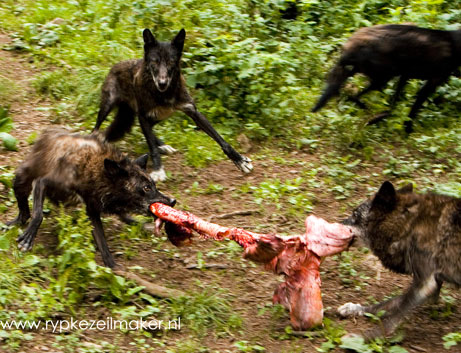 Wanneer de wolf zich spontaan (her)vestigt komt hij als 'ernstig bedreigd' op de Rode Lijst. Het is ook nooit goed...