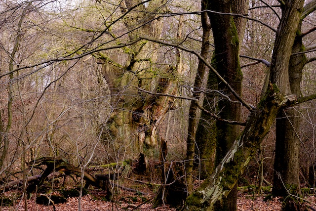 Onze 'oorspronkelijke natuur' is bos, dat in 1700 al grotendeels ettelijike malen gekapt was