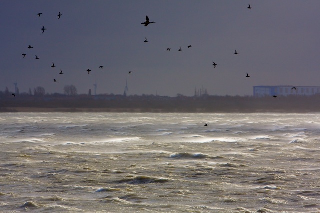 grote zaagbekken en toppereenden boven stormachtig IJsselmeer