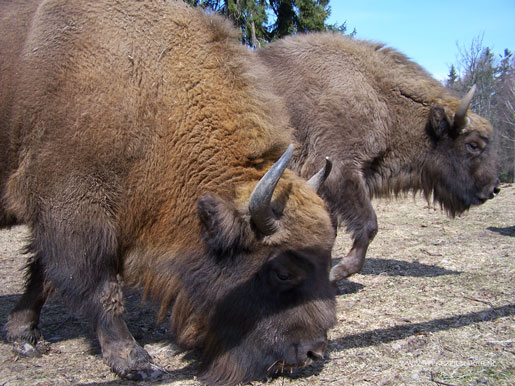 Natuurmonumenten laat bestaande natuur Schier door exotische bisons vertrappen