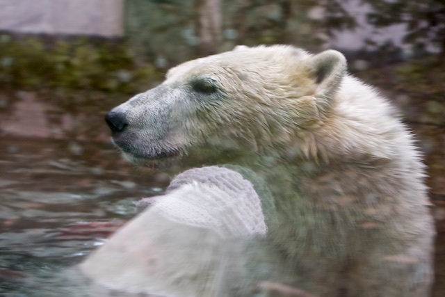 De ijsbeer maakt nog steeds dodelijke slachtoffers, zie http://en.wikipedia.org/wiki/List_of_fatal_bear_attacks_in_North_America