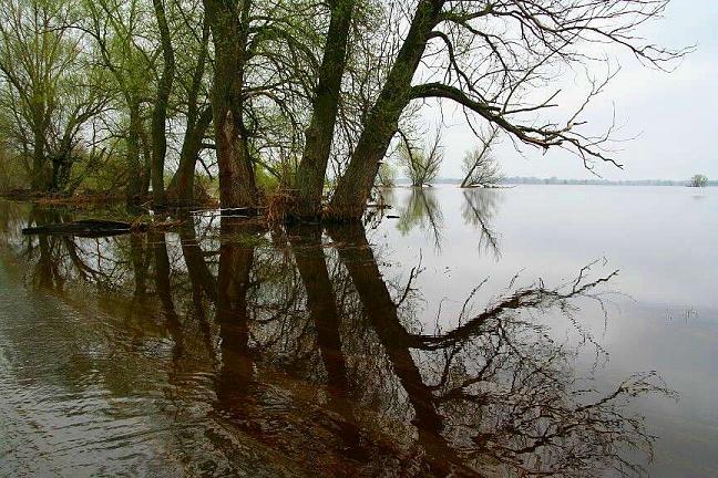 Wartha in Polen overstroomd...van Rijkswaterstaat moeten ooibossen gerooid voor de doorstroming