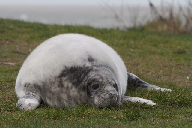 Door de decemberstorm verdwaalde grijze zeehond