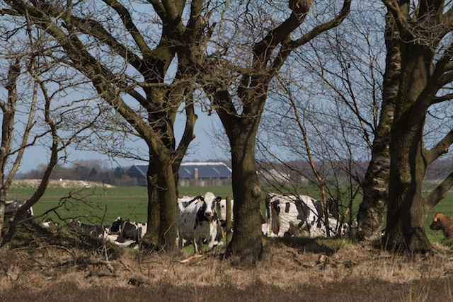 De koeien van de buren (boeren). Bij de boer verpesten ze het milieu, bij natuurclubs veroorzaken ze ecologische wonderen