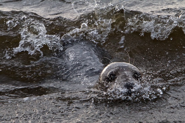 Grijze zeehond, afgelopen jaar werden liefst 3500 van deze 2 maal grotere zeehonden geteld, die hier in 1980 nog niet voorkwamen