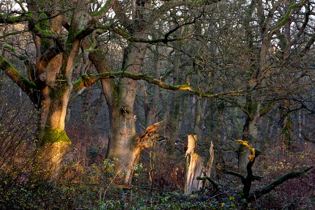 Natuurbos met oude bomen heeft exact tegengestelde doelen van klimaatbos