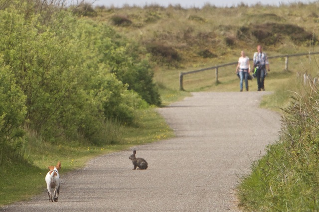 ...er zijn steeds meer konijnen te zien op Texel, kleine grazers