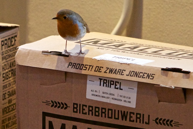 ..vogels, fantastisch adaptieve wezens die prima zonder Vogelbescherming Nederland kunnen.