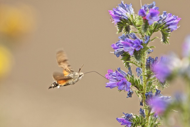 Kolibrivlinder op slangenkruid, in de Eifel genomen