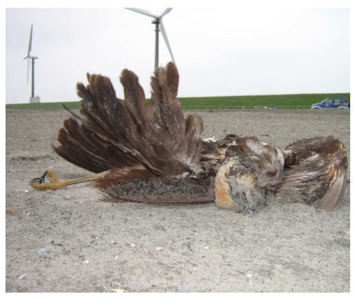 Door turbine legaal gedode bruine kiekendief: bron foto Rapport Altenburg en Wymenga Turbineslachtoffers Eemshaven