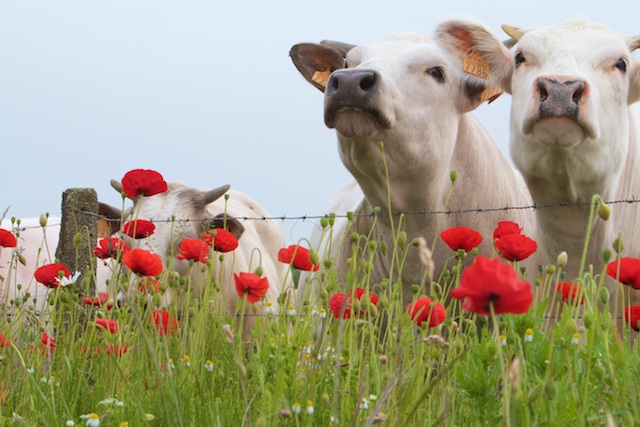 Vleeskoeien in Flanders Fields, NIet Natuurlijk, want de inkomsten komen niet ten goede aan Natuurmonumenten