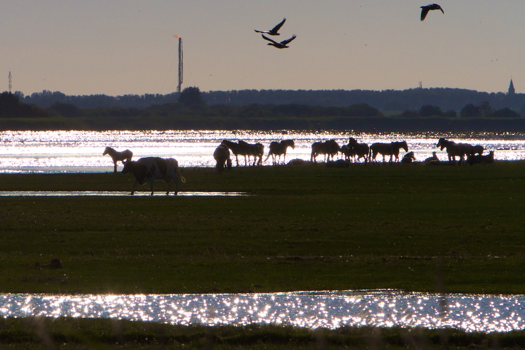 Natuur: Lauwersmeer met paarden en koeien voor de natuurlijke processen