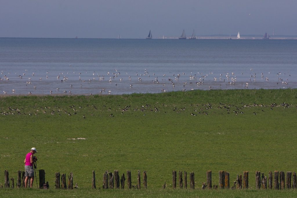 Restant strekdammen Friesland Buitendijks met zicht op Ameland