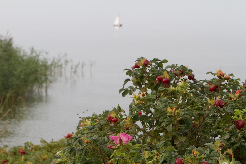 Een grote ecologische verbindingszone, zo'n Houtribdijk met voedsel voor vele trekvogels