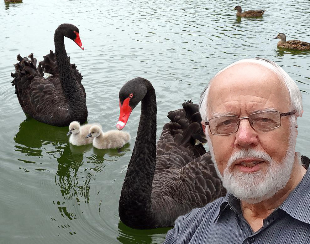Gerrit van Lingen achtergrond black-swans-with-chicks