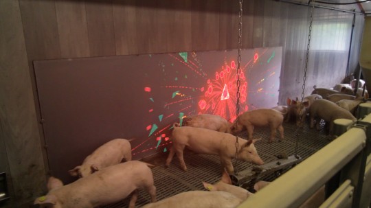 Hollandse vinding: de interactieve varkensstal met digitale afleiding voor biggen