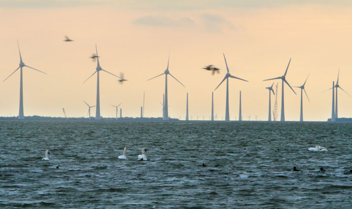 In de Eemshaven meppen windturbines 100 beschermde vogels per jaar uit de lucht