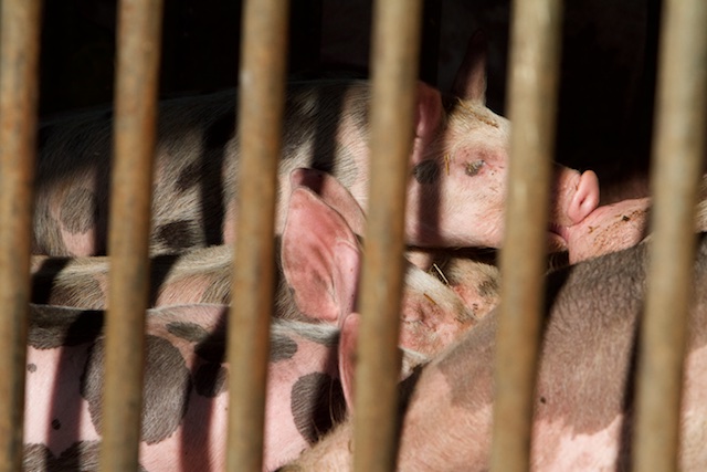 Biggetjes van de bioboer in opleiding tot heerlijke biologische varkens-sate