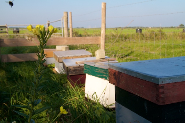 Bijenkasten bij bioboer op erf. Dit moet ook onder water van Natuurmonumenten/Oerr worden