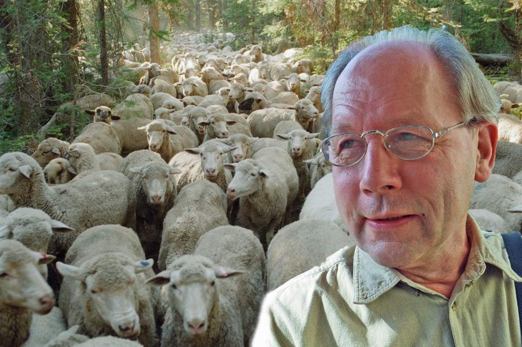 Andre Bijkerk achtergrond herd mentality sheep-sweetgrass2