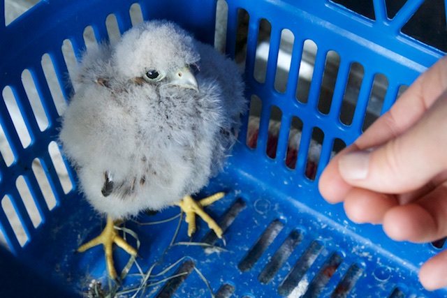 1 beschermde vogel redden is strafbaar, duizenden per jaar doodslaan is duurzaam en goed voor tientallen miljoenen euro´s subsidies per jaar in Ecototalitair Nederland