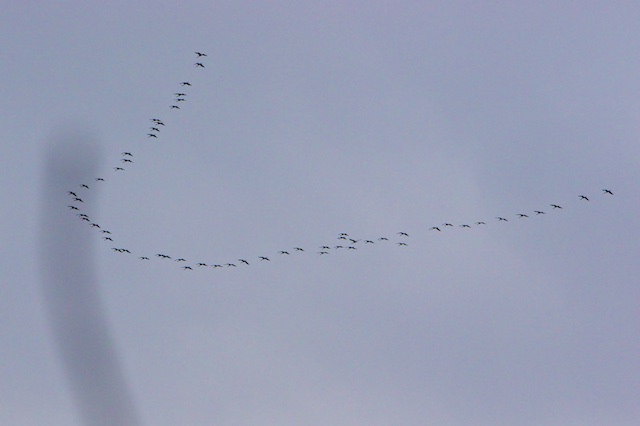 Een vlucht kraanvogels, terug van het winteroord zeilt over het concessielandschap op weg naar broedgebieden