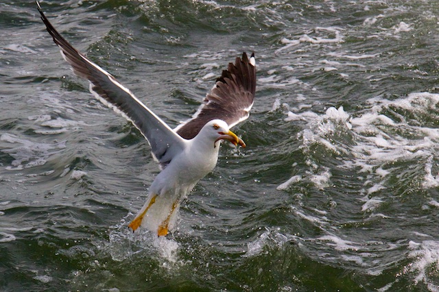 Nemen zeevogels door aanlandplicht af, dan krijgen vissers daar OOK de rekening van via de Kaderrichtlijn Marine met haar Good Environmental Status