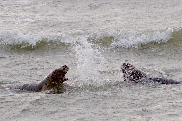 Enorme rovers, grijze zeehonden vallen ook bruinvissen aan en gewone zeehonden. Deze zag ik donderdag nog vanaf de vissersboot