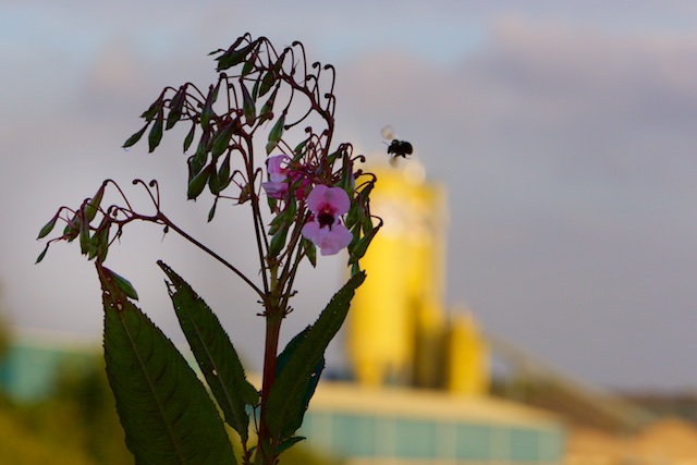 Nieuwste Natuur. De 'exoot' springbalsemien is een goede waardplant voor vele bijensoorten