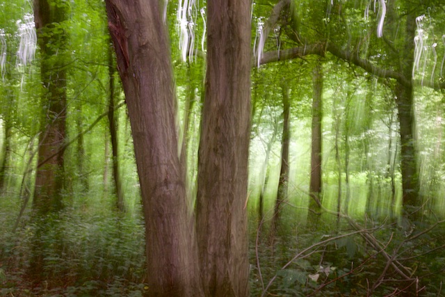 Het spookbos van High Wood met een eeuw oude haagbeuken en iepen