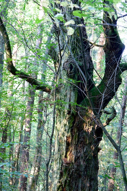 Volgens de Dauerwald-denkschool in de Duitse bosbouw zou bos 'gezonder' zijn als het meer een oerbos imiteerde met meer bomen van verschillende leeftijden
