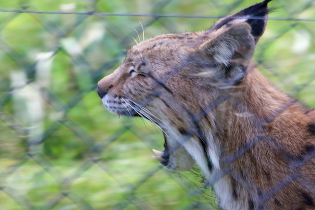 Rewilding is ouwe meuk, gaaap. De meeste 'wilde' lynxen in Midden Europa stammen nu af van uitgezette exemplaren in de jaren '70 in de Jura. In Noord Europa maken ze al jaren een sterke opmars, hier waren ze nooit uitgeroeid