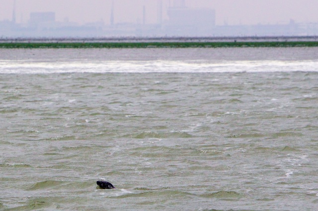 Grijze zeehond duikt op. Wie terug wil naar de jaren '80 die roeit eerst alle grijze zeehonden uit