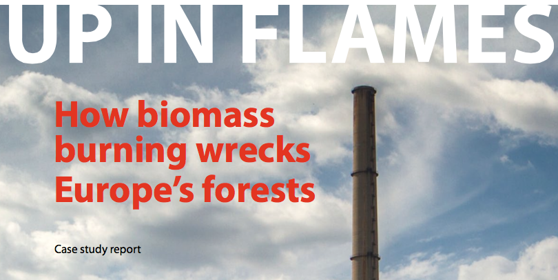50 procent van papieren groene energie komt in EU van bos-stook, vooral Amerikaans bos, maar in toenemende mate ook uit landen als Letland