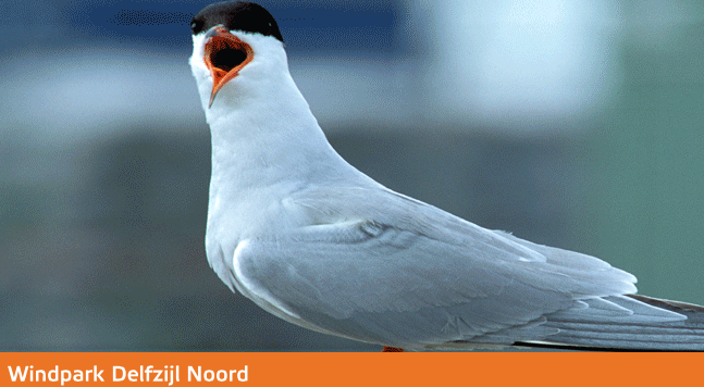 Eneco wordt hier gesteund door Vogelbescherming Nederland, in ruil voor een vogeleilandje