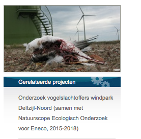 Vogelslachtoffer bij molens van Eneco. Altenburg en Wymenga doet nu onderzoek naar slachtofferes Delfzijn Noord Eneco