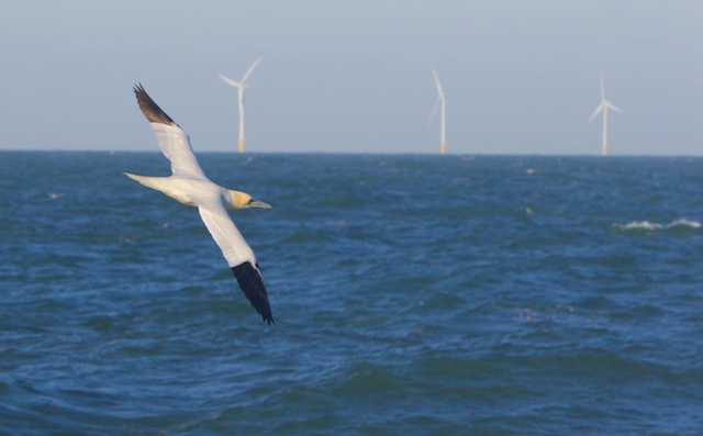 Misschien is het voor zeevogels wel veel beter om wat minder te hameren op 'zeereservaten' en wat terughoudender te zijn met windfarms op zee of discardban
