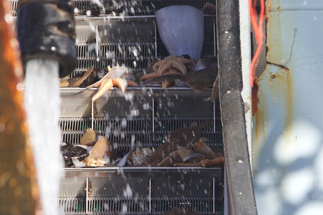 'discards'/voedsel voor andere zeedieren als de Jan van Gent