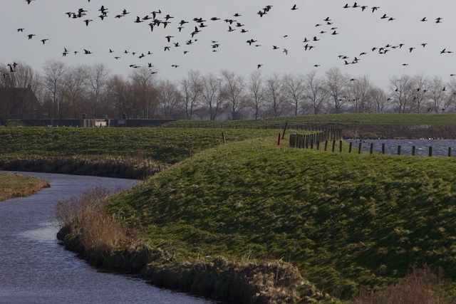 Ganzentrek over oude Wieringerdijk: let op het verschil in waterpeil met Amsteldiep